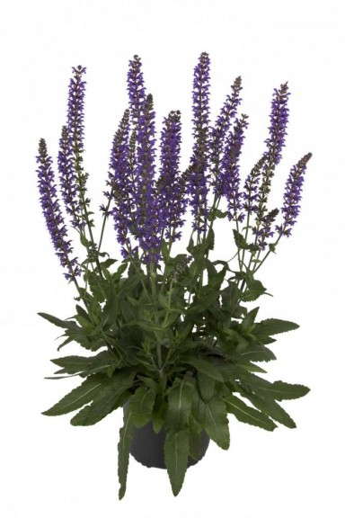 Salvia 'Salute Purple' (Dummen/Bartels)