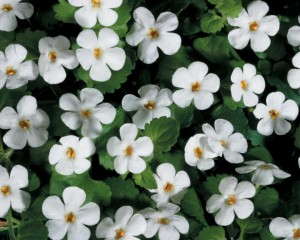 2. Snowstorm® Giant Snowflake Sutera