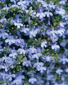 10. Laguna® Sky Blue Lobelia 