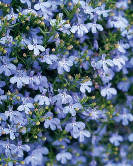 10. Laguna® Sky Blue Lobelia 