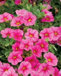 8. Superbells® Pink Calibrachoa