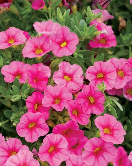 8. Superbells® Pink Calibrachoa