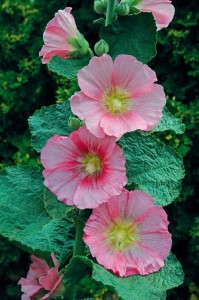Alcea 'Spotlight Radiant Rose' (Jelitto)