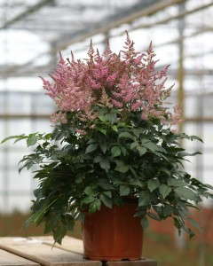 Astilbe 'Funky Jazz' (Flamingo Holland)