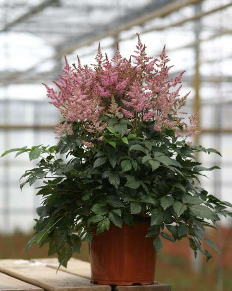 Astilbe 'Funky Jazz' (Flamingo Holland)