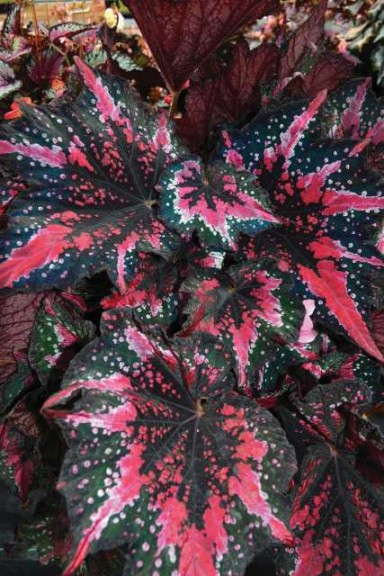 Begonia ‘T Rex St. Nick’ (Terra Nova Nurseries)   