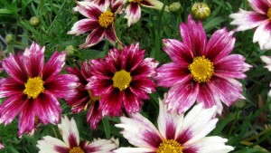 Skagit Gardens To Eliminate Use Of Neonicotinoid Pesticides