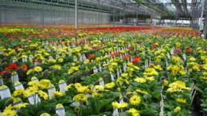 Partnership Profits From Simplicity