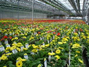 Color Point, Paris, Ky.