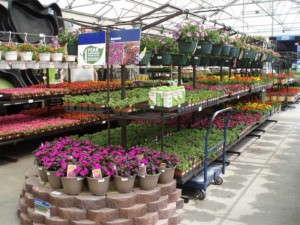 Color Point display at Lowe's garden center