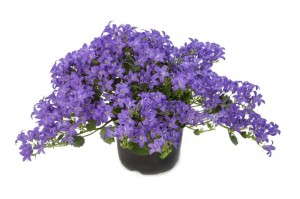 Campanula 'Jenny' (Beekenkamp)