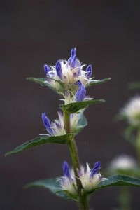 Campanula 'Genti Twisterbell' (Green Leaf)
