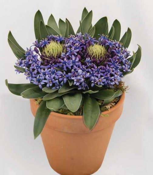 Scilla ‘Caribbean Jewels Cayman’ (Golden State Bulb)  