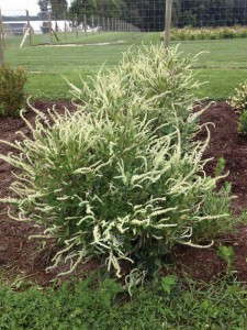 12 Shrubs, Sub-Shrubs And Vines For 2016