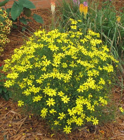 Coreopsis 'Electric Avenue/Mayo Clinic Flower of Hope' (ItSaul Plants)