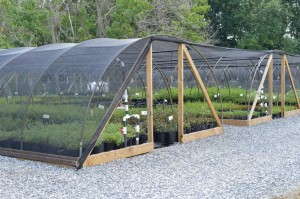 Stock Propagation House