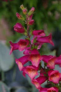 Digiplexis 'Illumination Raspberry' (Cultivaris)