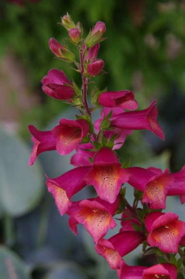 Digiplexis 'Illumination Raspberry' (Cultivaris)