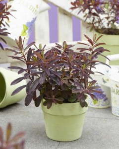 Euphorbia 'Red Leaves' (Florensis)