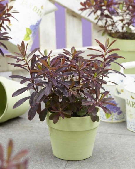 Euphorbia 'Red Leaves' (Florensis)