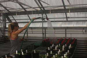 Incorrect Way To Water