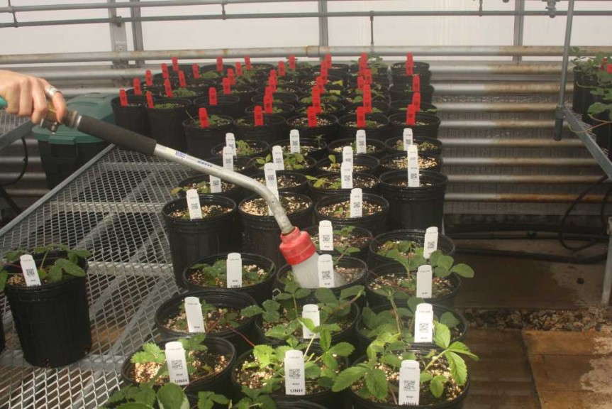 Correct Way To Water