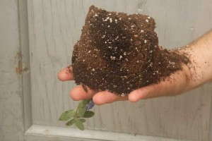 Inspecting Pots For Water Saturation