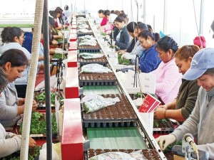 Lean Flow Assembly Line