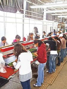 Lean Flow Assembly Line