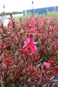 Gaura 'Gaudi Red' (Green Leaf)