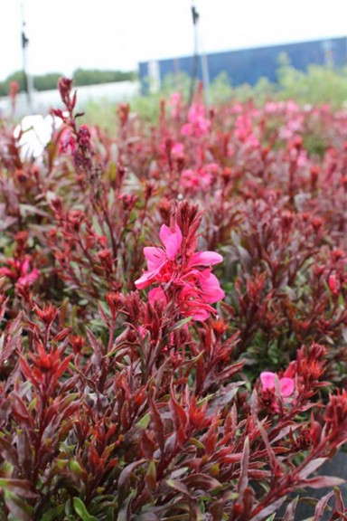 Gaura 'Gaudi Red' (Green Leaf)