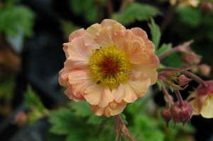 Geum 'Mai Tai' (Green Leaf)
