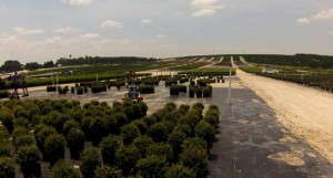 Cherry Lake Tree Farm