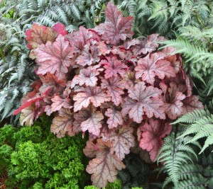 Heucherella 'Honey Rose' (Blooms of Bressingham)