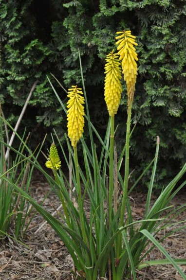 Kniphofia 'Echo Yellow' (ItSaul Plants)
