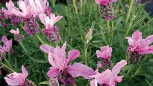 Behind The Sale: Why Dümmen Orange Bought Florexpo, And What It Means To You