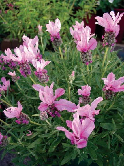 Lavandula 'With Love' (Florexpo)