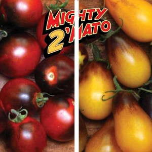 Mighty 2'Mato 'Indigo Cherry Drops' and 'Indigo Pear Drops' (Plug Connection)