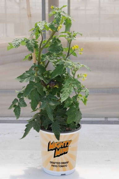 Mighty Mini (Dwarf) Tomato (Plug Connection)