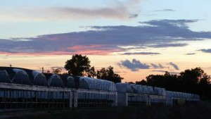 Emerald Coast Growers Adds Greenhouse Space To Increase Ornamental Grass Production