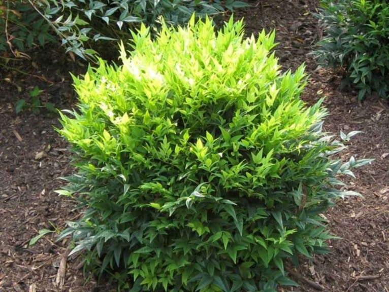 Nandina ‘Lemon-Lime’ (Plants Nouveau)
