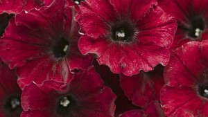 2014 Field Trials Results: Colorado State University (Fort Collins, Colo.)