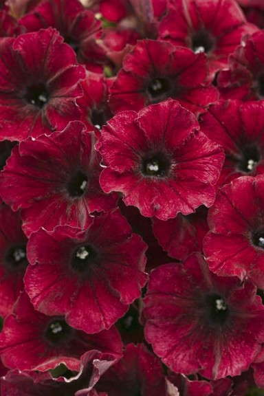 Petunia 'Supertunia Black Cherry'