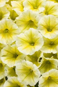 Petunia 'Supertunia Limoncello' (Proven Winners)