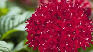 Fleuroselect and CIOPORA Offer Organizational Leadership Breeders Admire