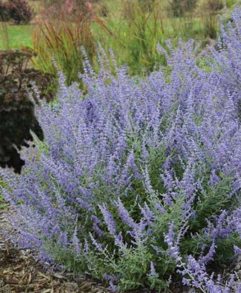 Perovskia ‘Rocketman’ (Walters Gardens)     