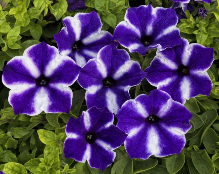 Petunia 'Blue Star' (Sakata Seeds)