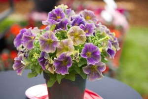 Petunia 'Crazytunia Stonewashed' (Westflowers)