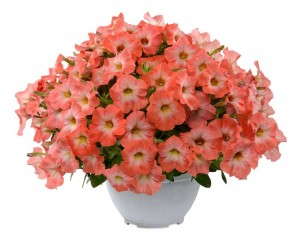 Petunia 'Salmon Ray' (Danziger)