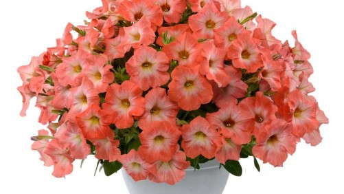 Genetically Modified Petunia Update: Breeders Take Swift Action, USDA Requires Import Authorization